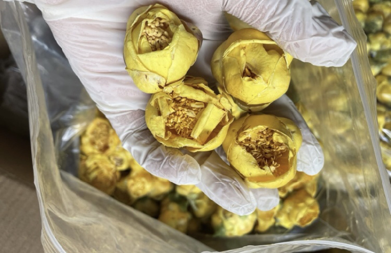 金花茶金茶花防城港基地一手货源直供稳定供货