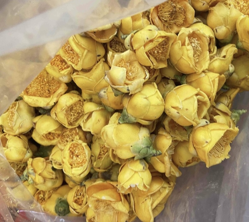 金花茶金茶花防城港基地一手货源直供稳定供货