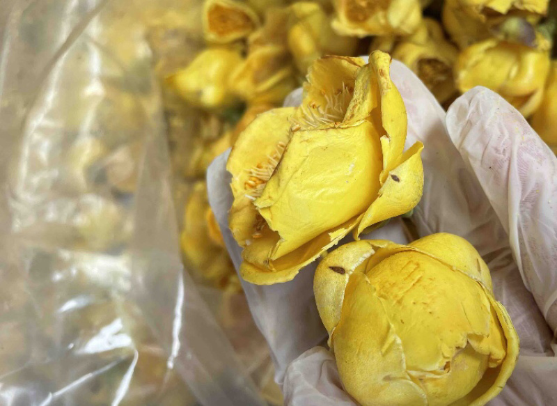 金花茶金茶花防城港基地一手货源直供稳定供货
