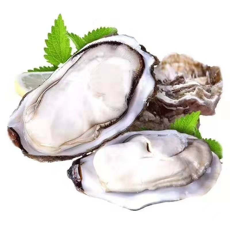 刺身级生蚝