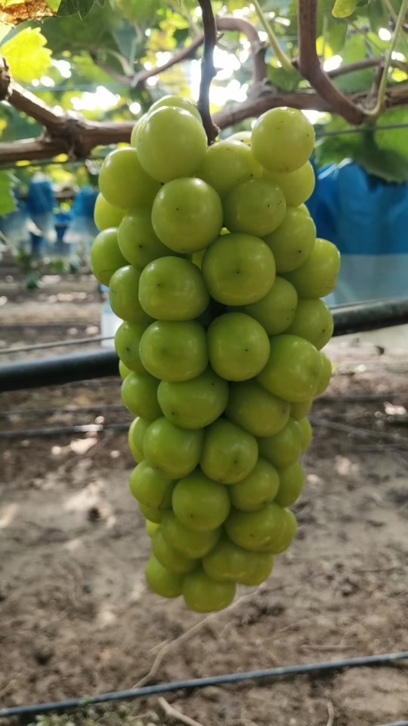 推荐阳光玫瑰葡萄量大价优品质优欢迎联系