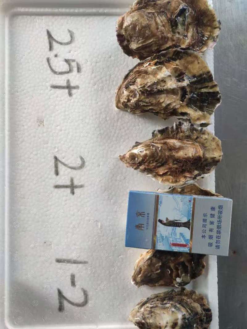 刺身级生蚝