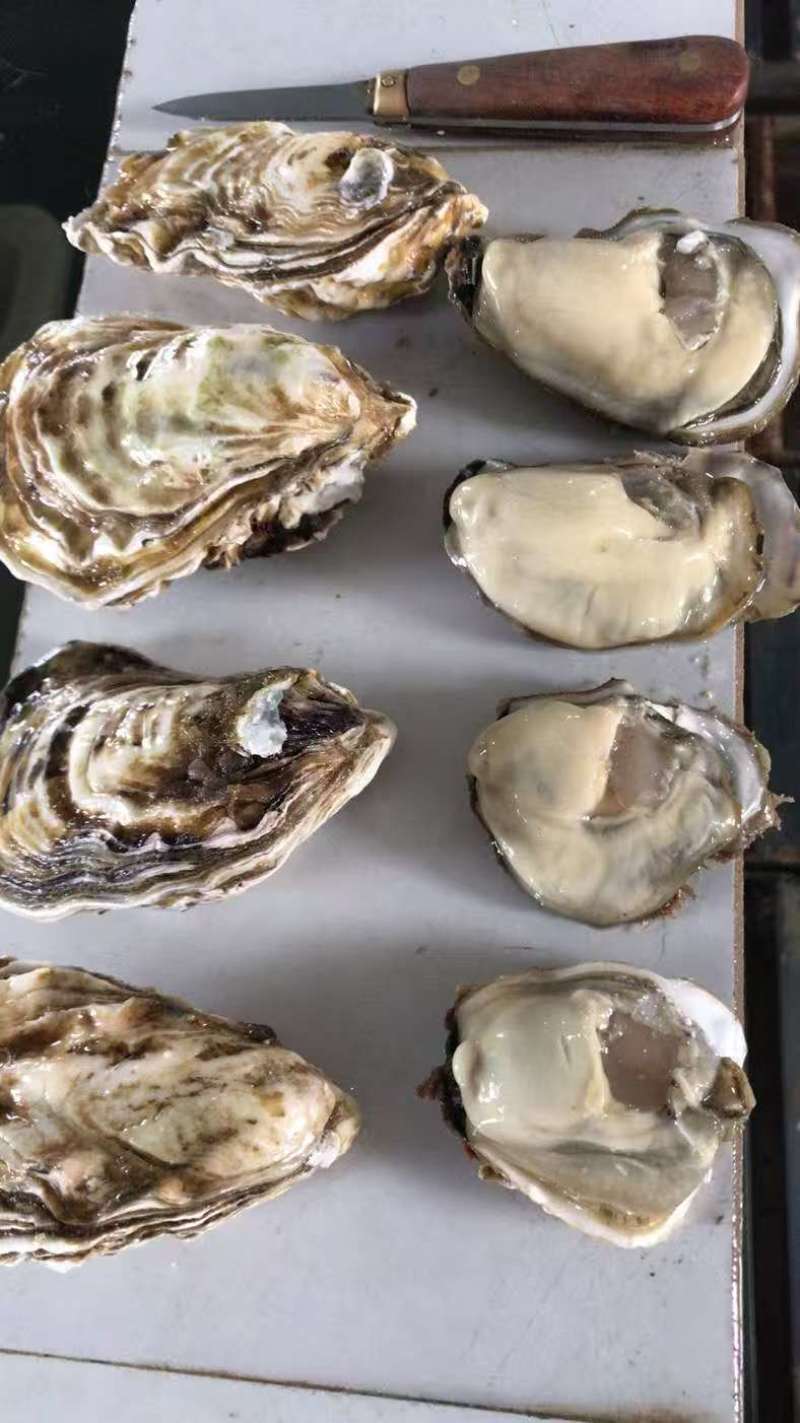 刺身级生蚝