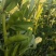 本地蚕豆