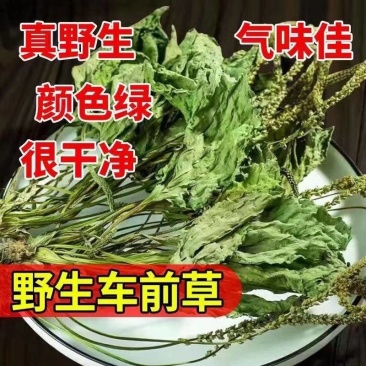 新货车前草野生整颗全草轱辘菜新鲜干货泡茶煮水无硫产地直发