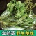 新货车前草野生整颗全草轱辘菜新鲜干货泡茶煮水无硫产地直发