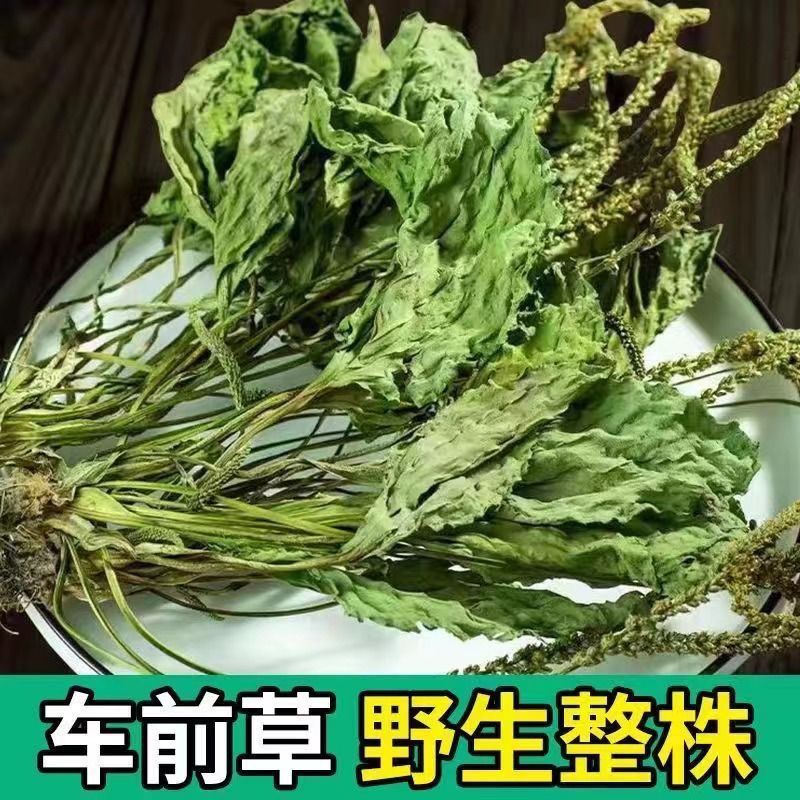 新货车前草野生整颗全草轱辘菜新鲜干货泡茶煮水无硫产地直发