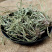 新货车前草野生整颗全草轱辘菜新鲜干货泡茶煮水无硫产地直发