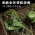 新货车前草野生整颗全草轱辘菜新鲜干货泡茶煮水无硫产地直发
