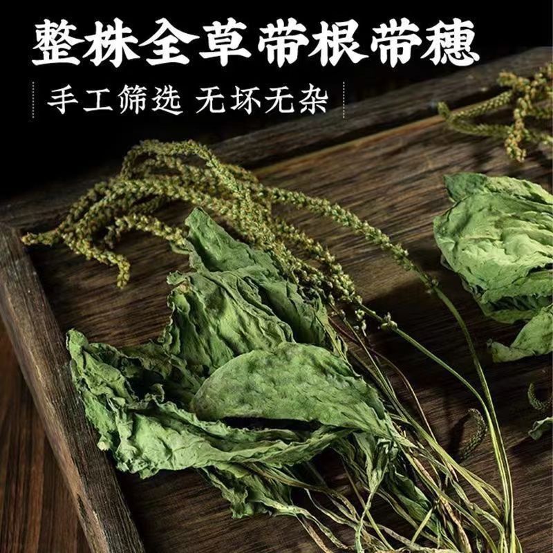 新货车前草野生整颗全草轱辘菜新鲜干货泡茶煮水无硫产地直发