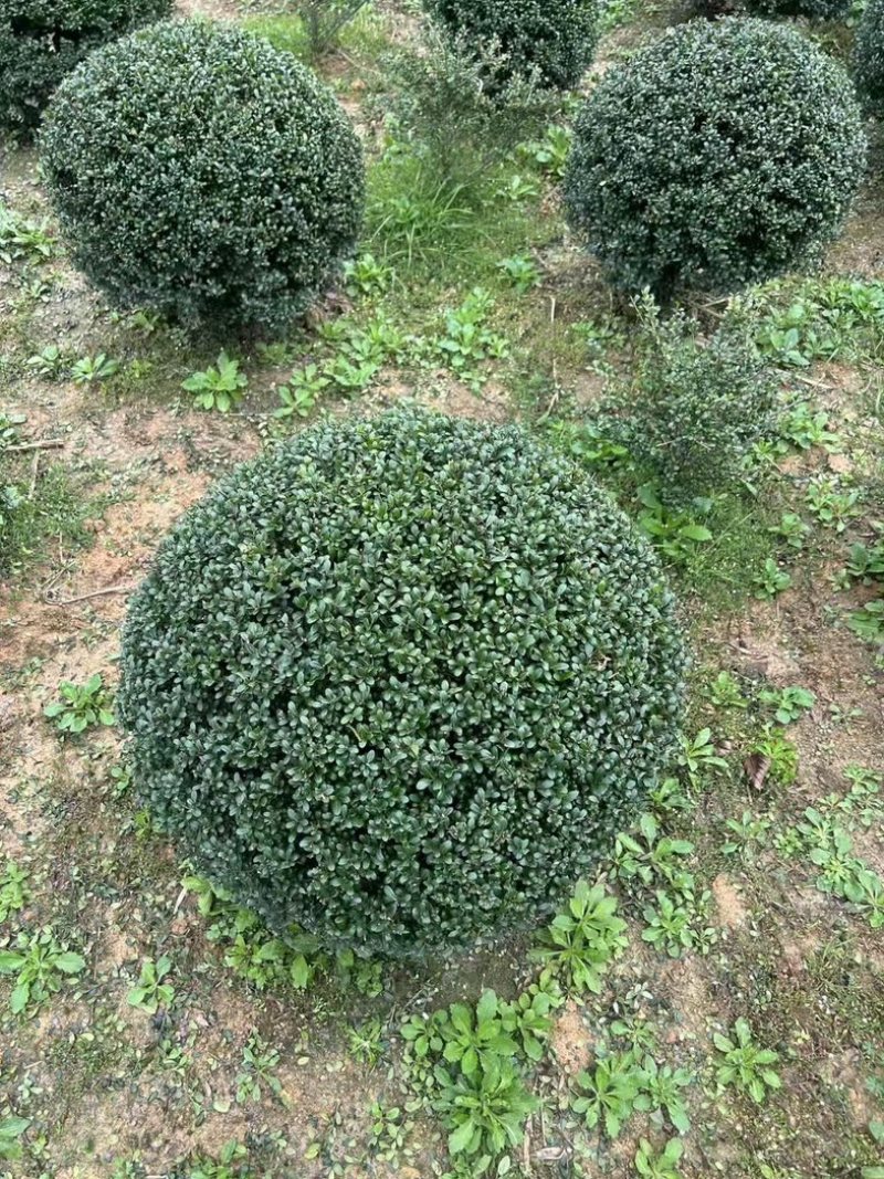 金品龟甲冬青球