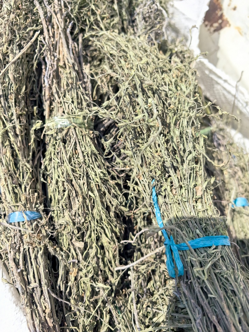 独脚金