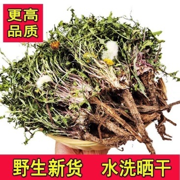 无硫新货野生天然整棵带根晒干的蒲公英茶婆婆丁泡茶产地直发
