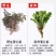 无硫新货野生天然整棵带根晒干的蒲公英茶婆婆丁泡茶产地直发