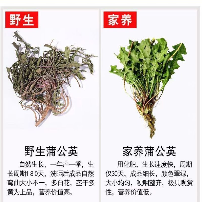 无硫新货野生天然整棵带根晒干的蒲公英茶婆婆丁泡茶产地直发