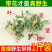 无硫新货野生天然整棵带根晒干的蒲公英茶婆婆丁泡茶产地直发