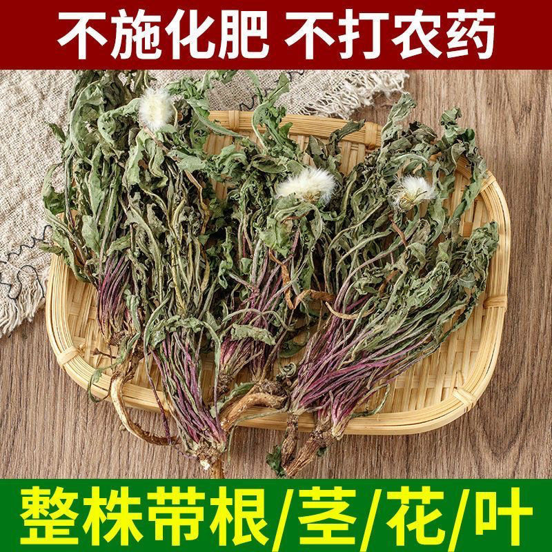 无硫新货野生天然整棵带根晒干的蒲公英茶婆婆丁泡茶产地直发