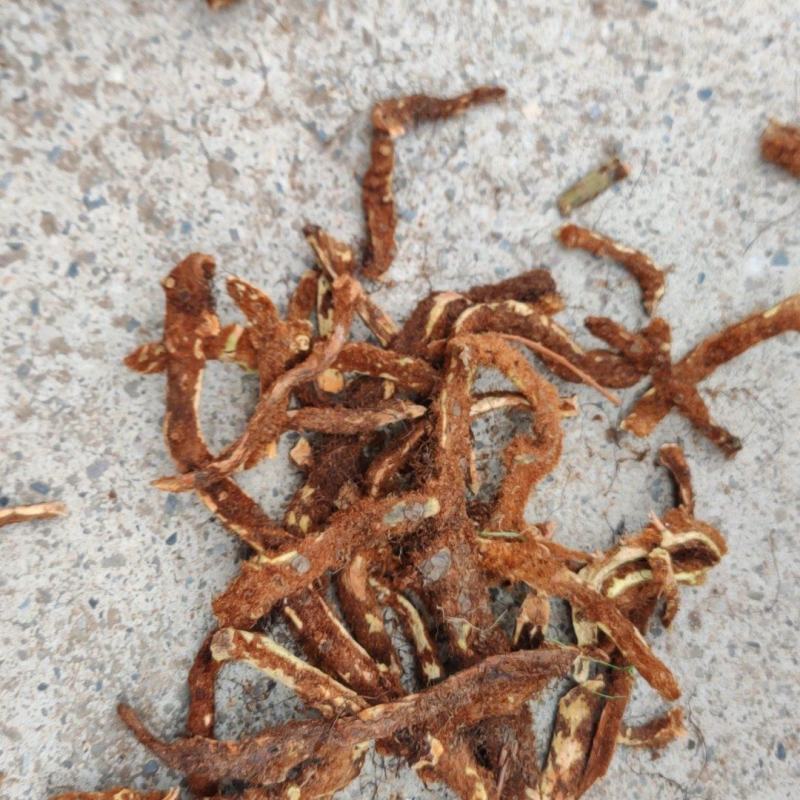 骨碎补