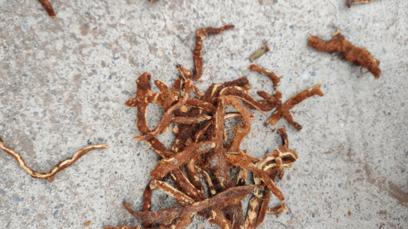 骨碎补