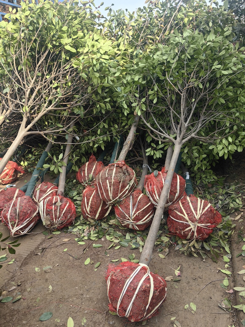 红叶石楠苗大量上市，基地直发，价格美丽，欢迎电联