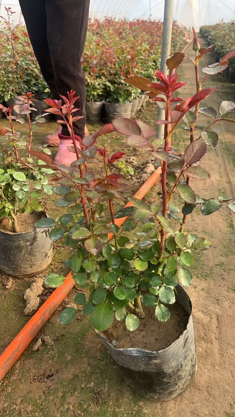 盆栽月季欧月大杯月季