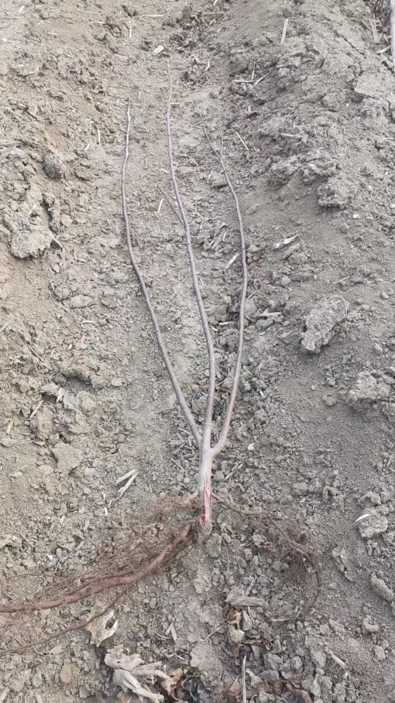 紫叶矮樱