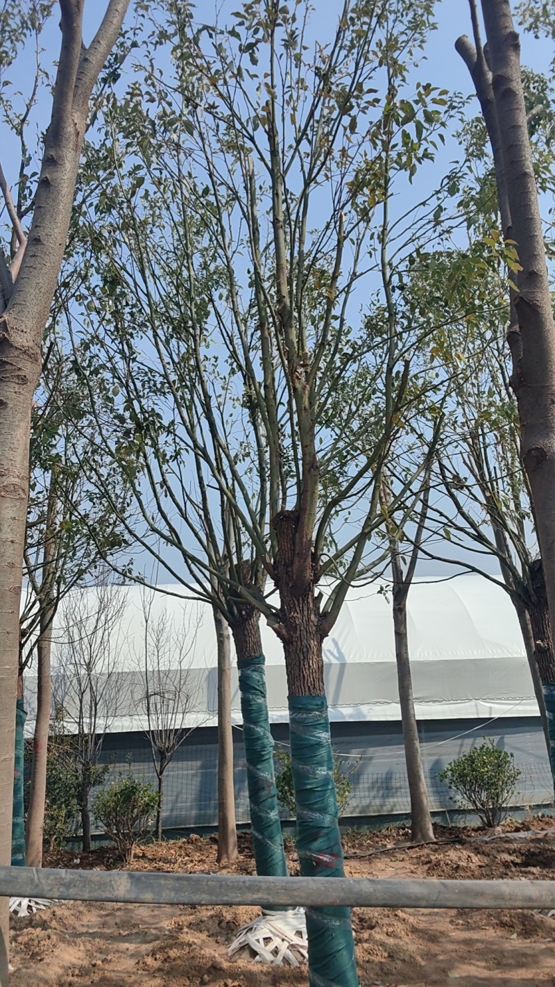香樟