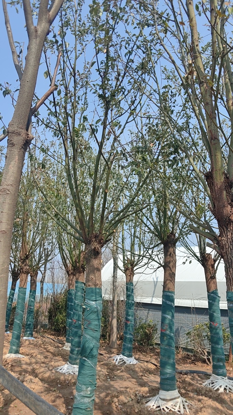香樟
