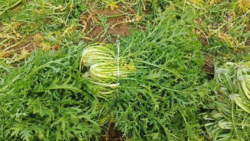 雪里红加工厂货，腊菜产地直发，大吨位供应加工厂