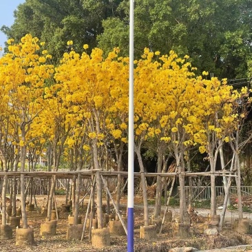大量清场出售各种规格黄花风铃木3-20公分