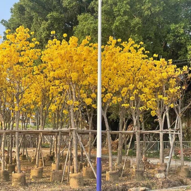 大量清场出售各种规格黄花风铃木3-20公分