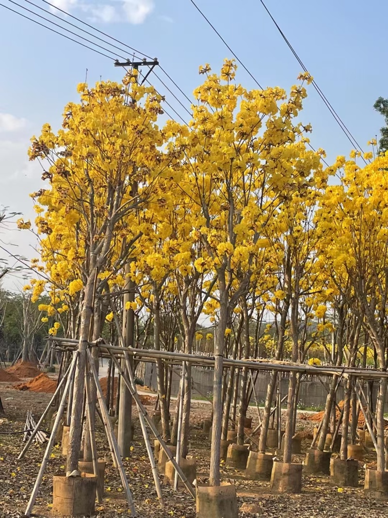 大量清场出售各种规格黄花风铃木3-20公分