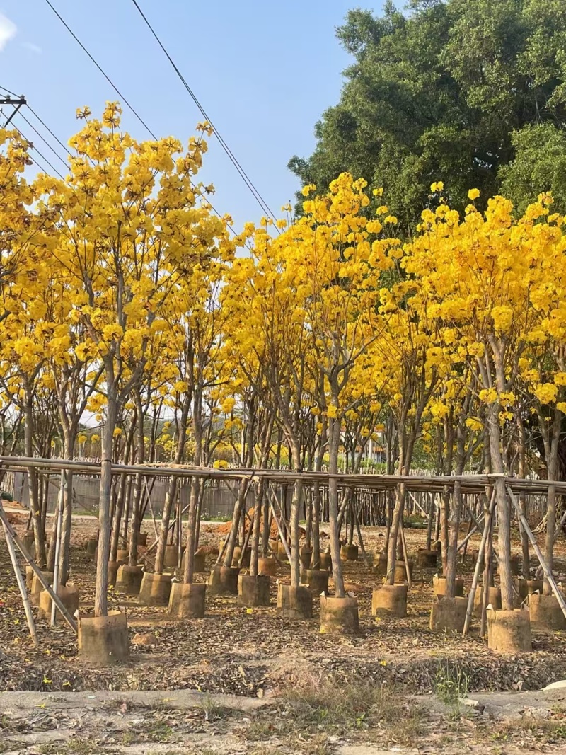 大量清场出售各种规格黄花风铃木3-20公分