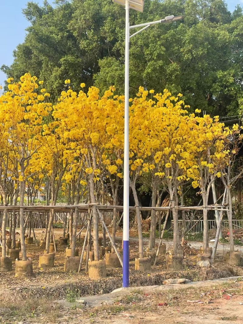 大量清场出售各种规格黄花风铃木3-20公分