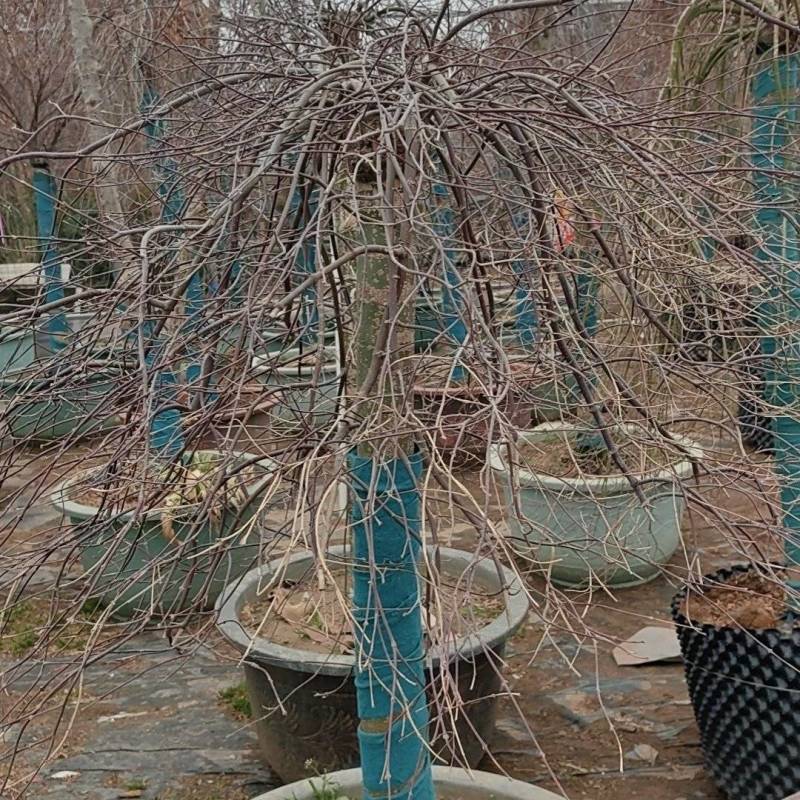 黄金枫