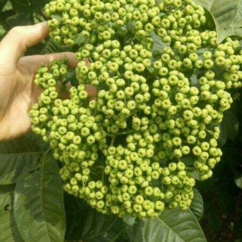 吴茱萸树苗当年栽培第二年收益品种好中花苗