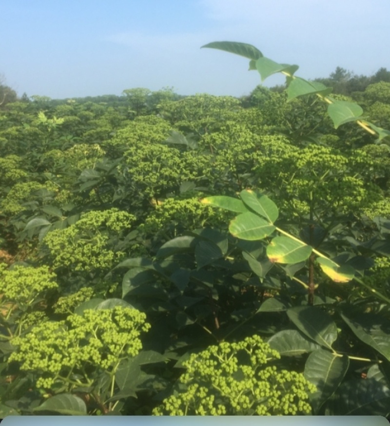 吴茱萸树苗当年栽培第二年收益品种好中花苗