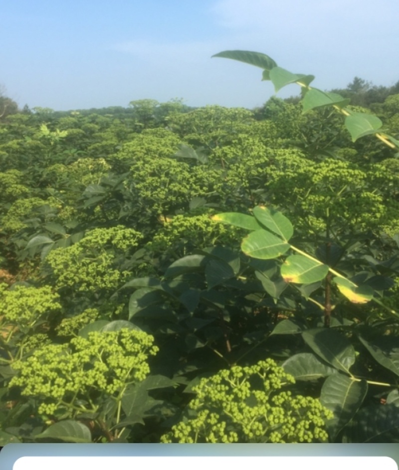 吴茱萸树苗当年栽培第二年收益品种好中花苗