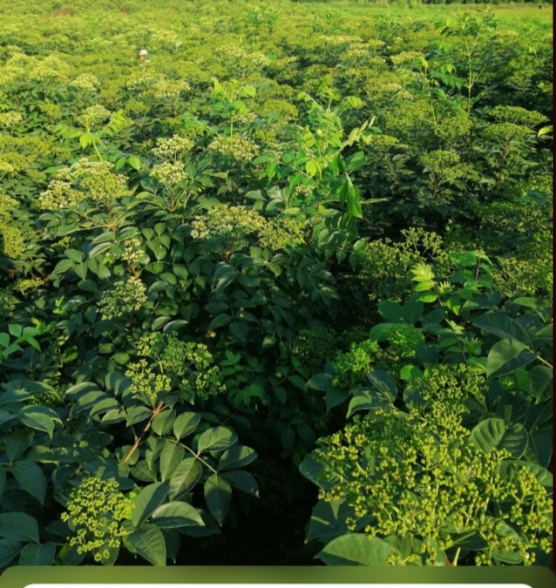 吴茱萸树苗当年栽培第二年收益品种好中花苗