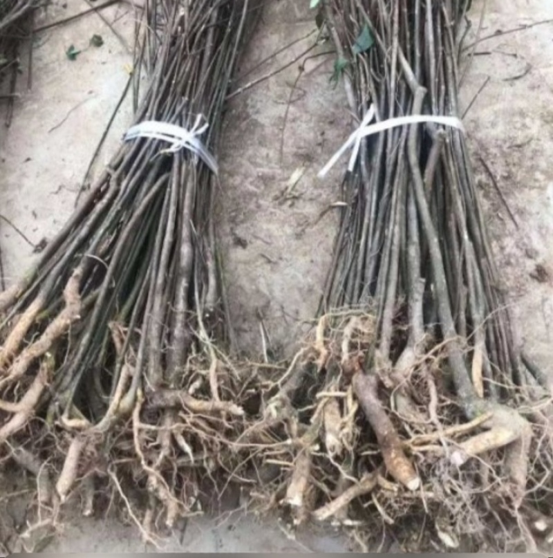 吴茱萸树苗当年栽培第二年收益品种好中花苗