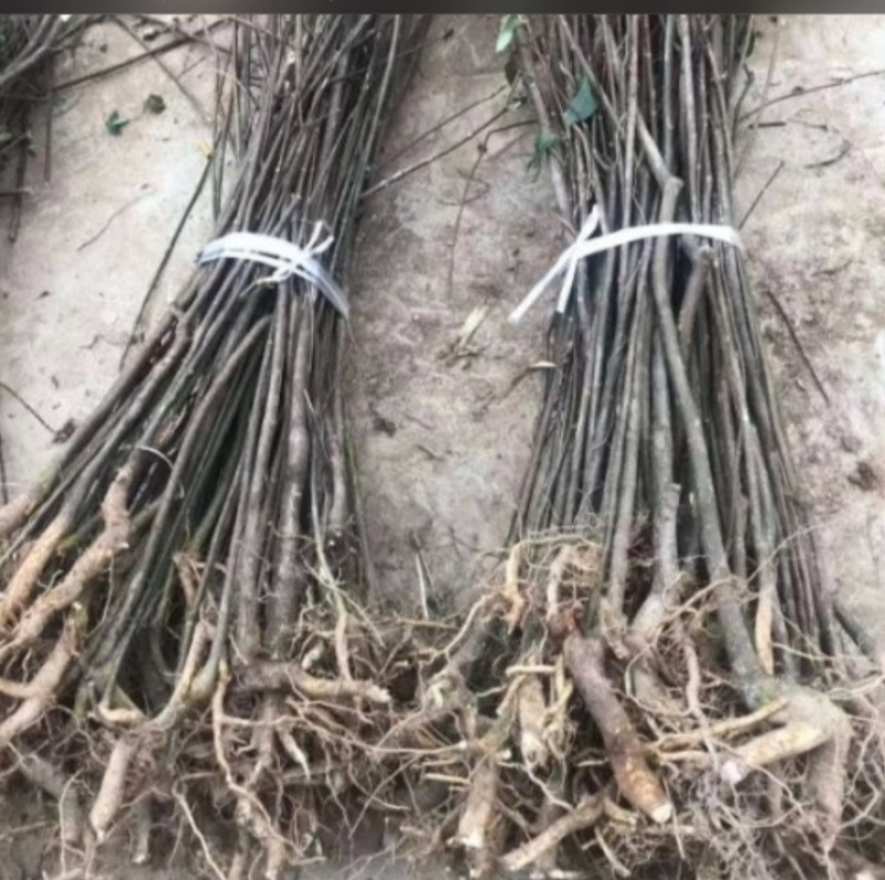 吴茱萸树苗当年栽培第二年收益品种好中花苗