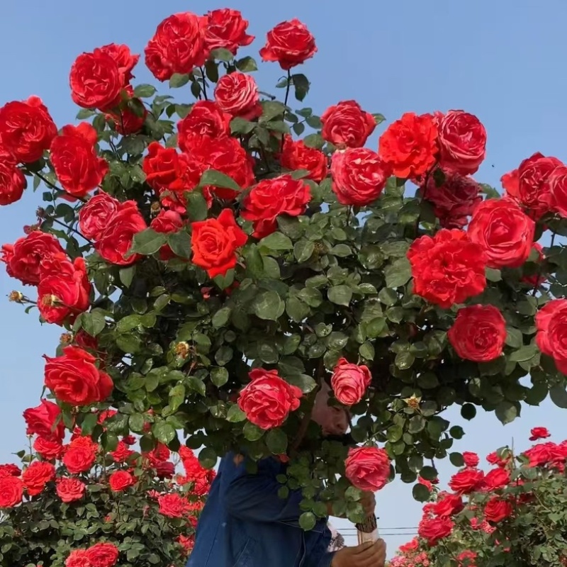 树桩月季月季花树桩月季花基地1-6公分月季