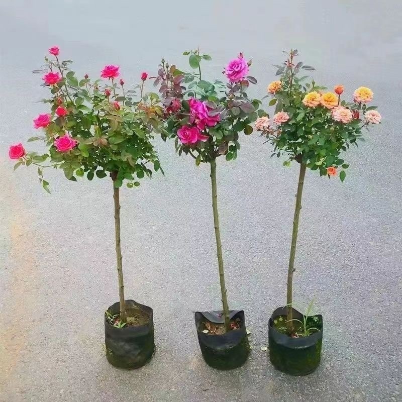 树桩月季月季花树桩月季花基地1-6公分月季