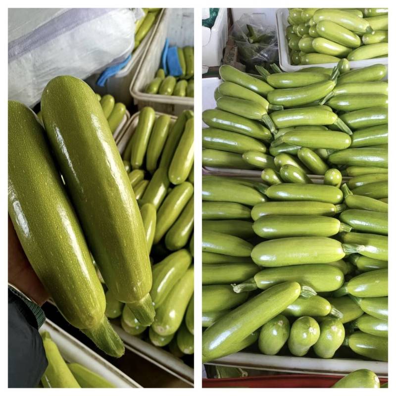 精品山东省临沂市费县绿皮西葫芦大量现货长期实力供货