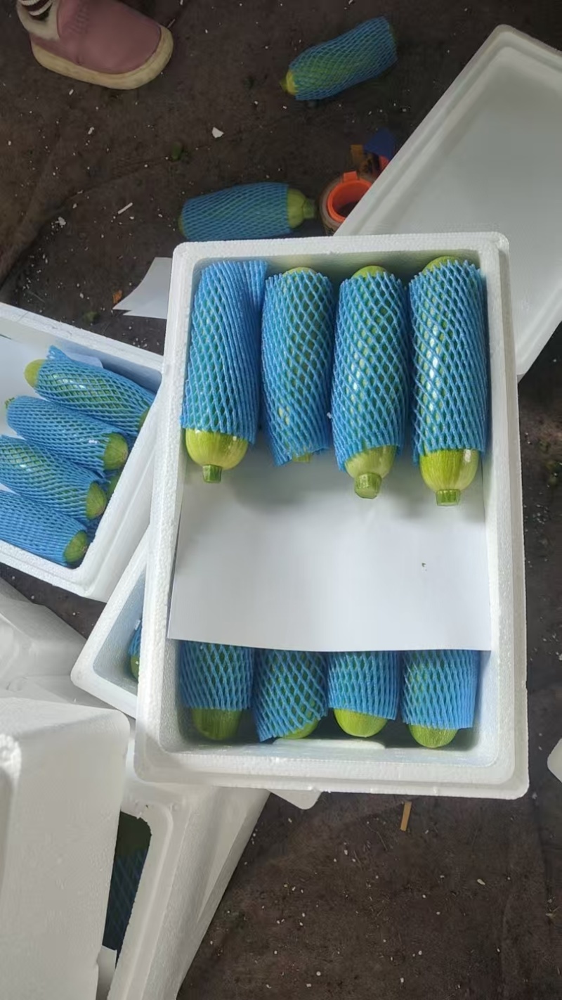 精品山东省临沂市费县绿皮西葫芦大量现货长期实力供货
