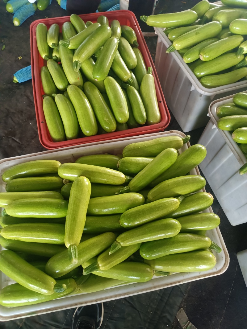 精品山东省临沂市费县绿皮西葫芦大量现货长期实力供货