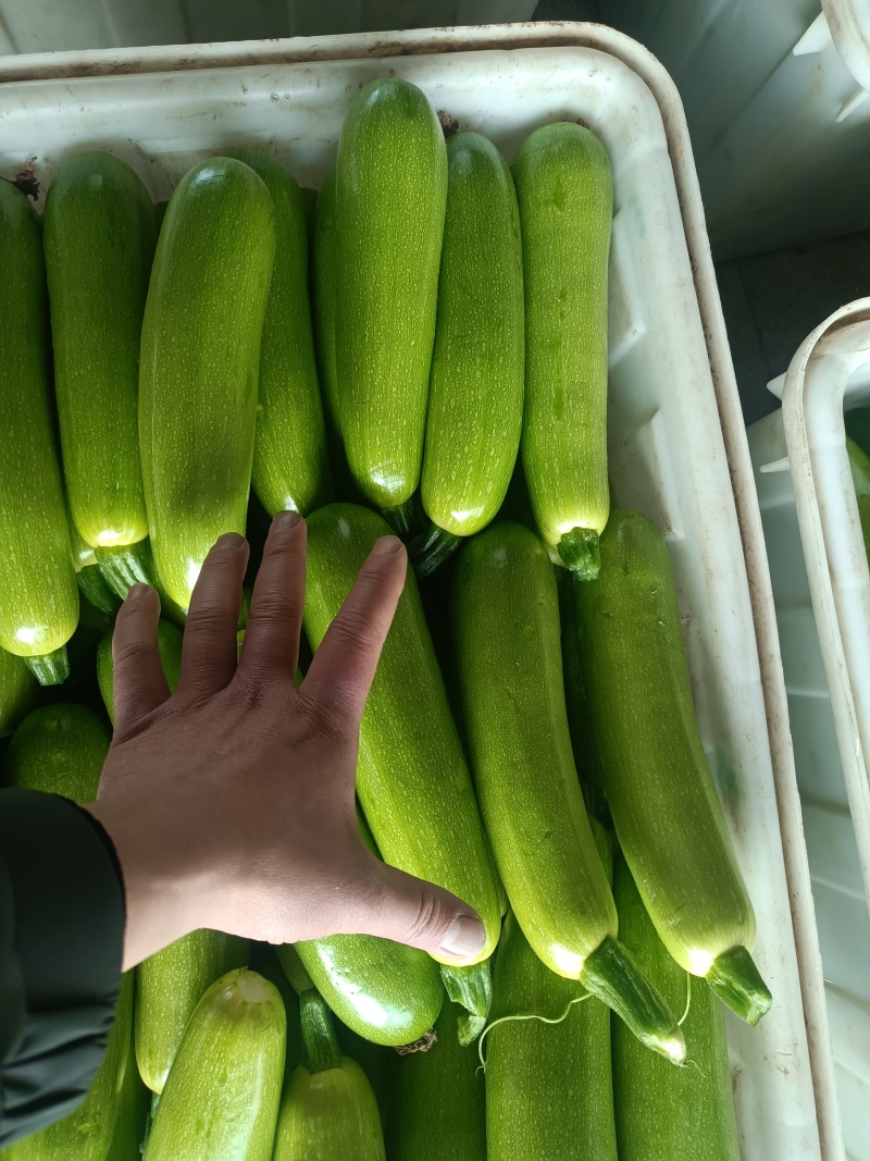 精品山东省临沂市费县绿皮西葫芦大量现货长期实力供货