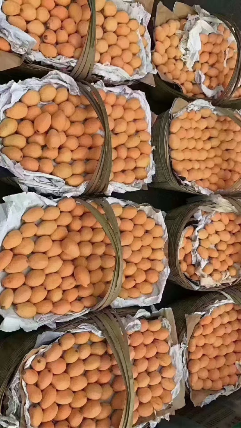 云南昭通露天枇杷大量上市，可供应市场商超档口，量大从优