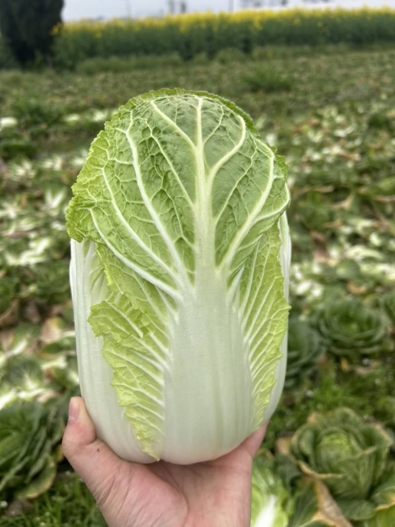 寒美黄，越冬白菜