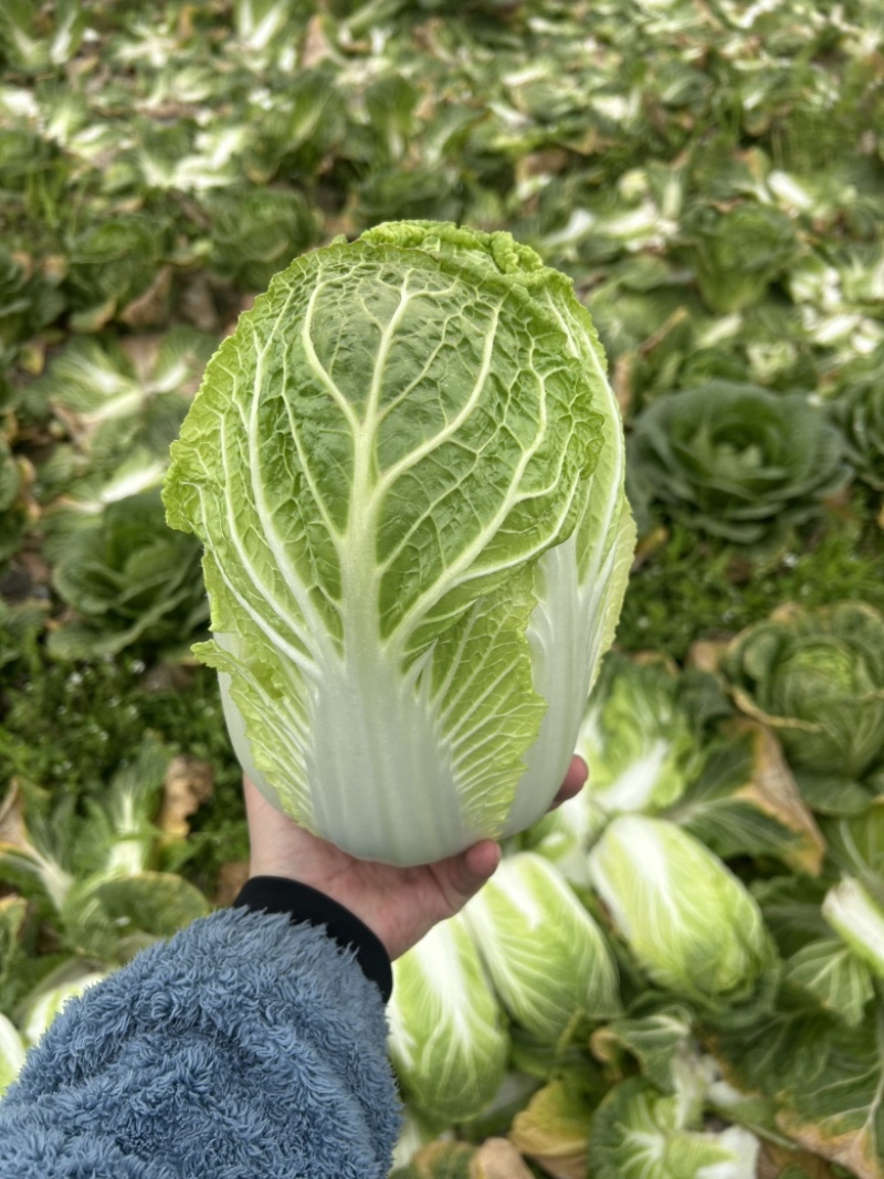 寒美黄，越冬白菜